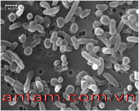 Hoá chất Chống Vi Sinh và Vi Khuẩn Cho Hệ Thống Làm Lạnh Kín AT-2200